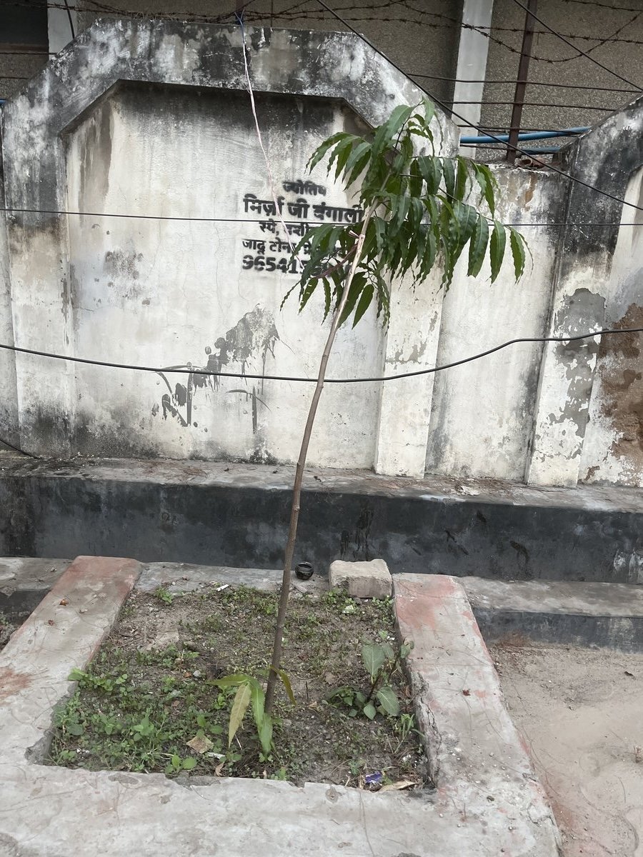 Ashoka (Saraca Asoca)