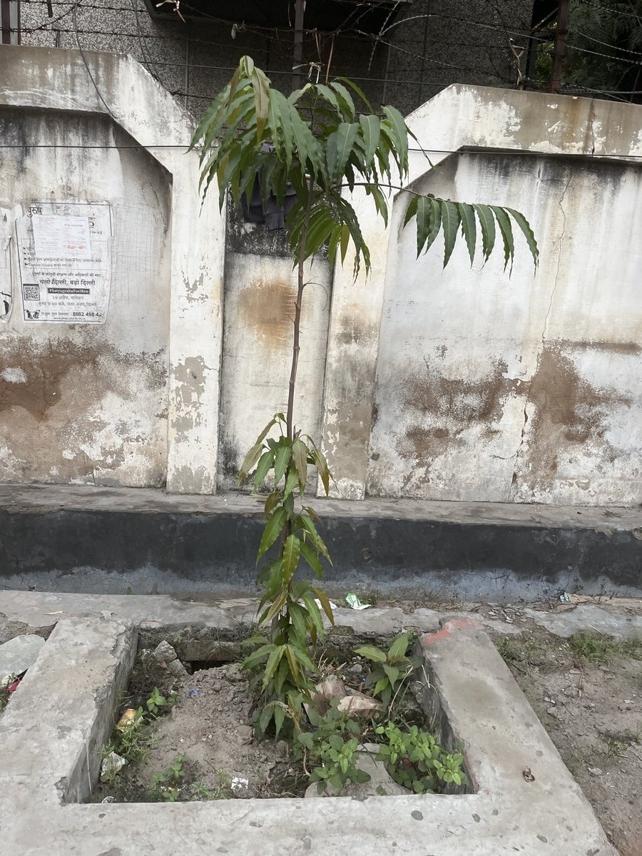 Ashoka (Saraca Asoca)